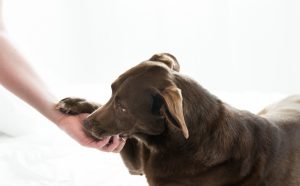pet photographer grand junction