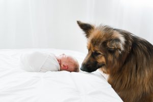 pet photographer grand junction