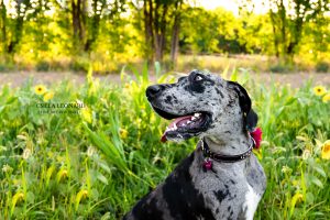 Professional Pregnancy Photos Grand Junction (8)