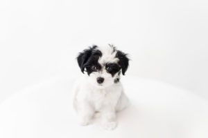 Pet Photographer Grand Junction