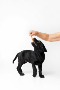Pet Portrait Studio Grand Junction