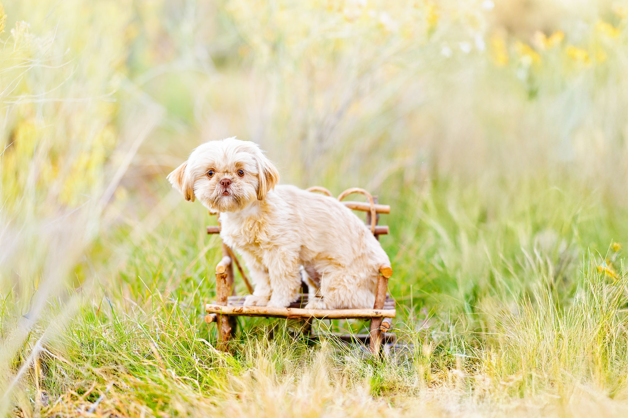 Pet Photographer Grand Junction