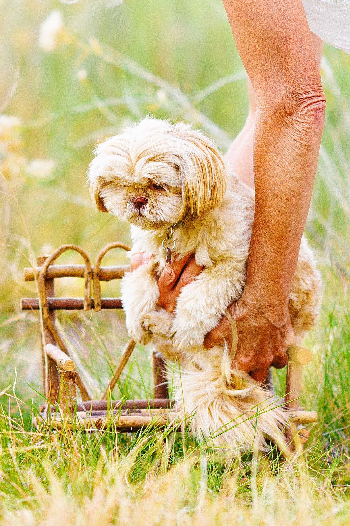 Pet Photographer Grand Junction