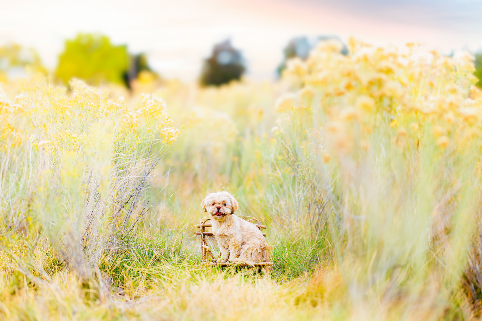 Pet Photographer Grand Junction