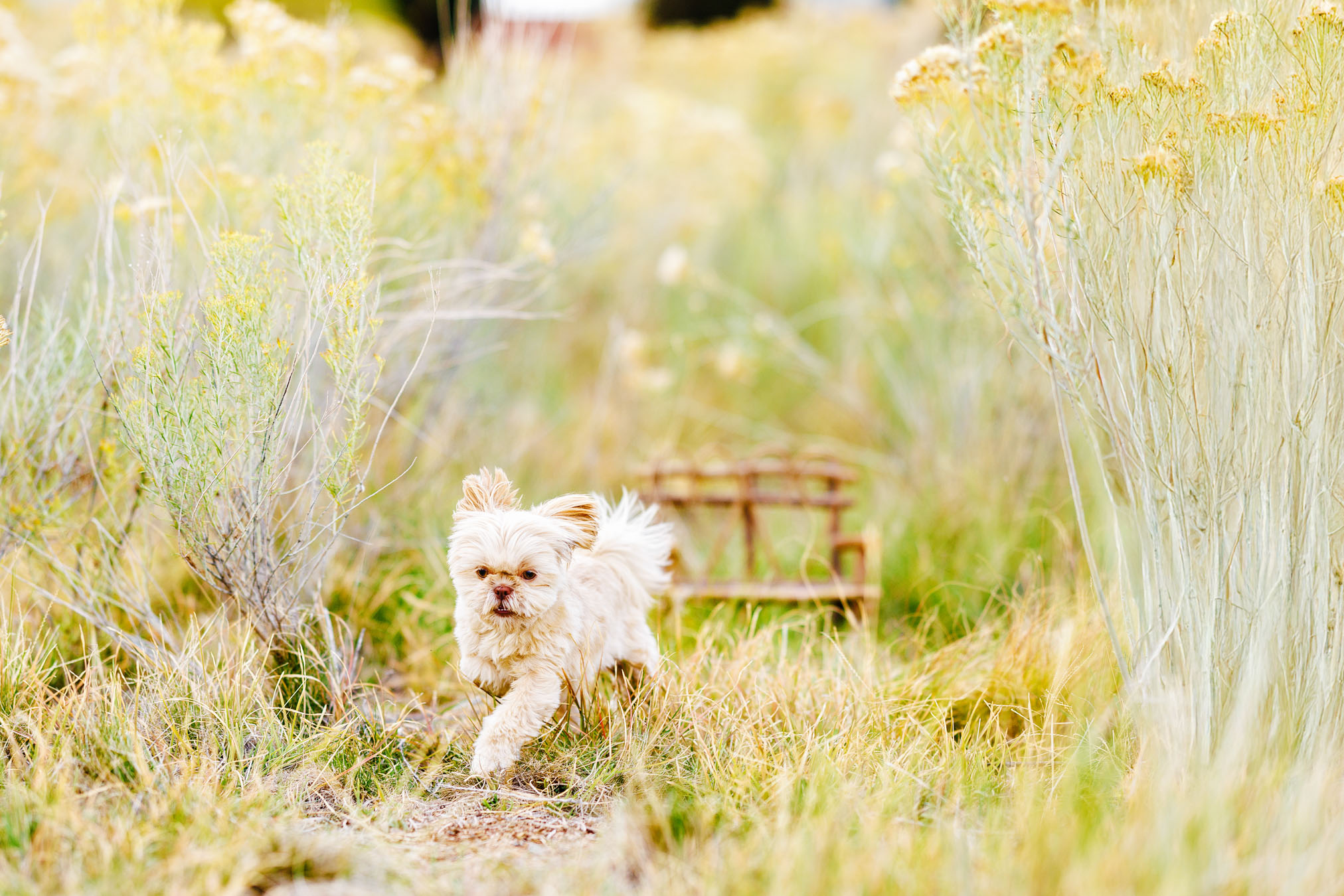 Pet Photographer Grand Junction