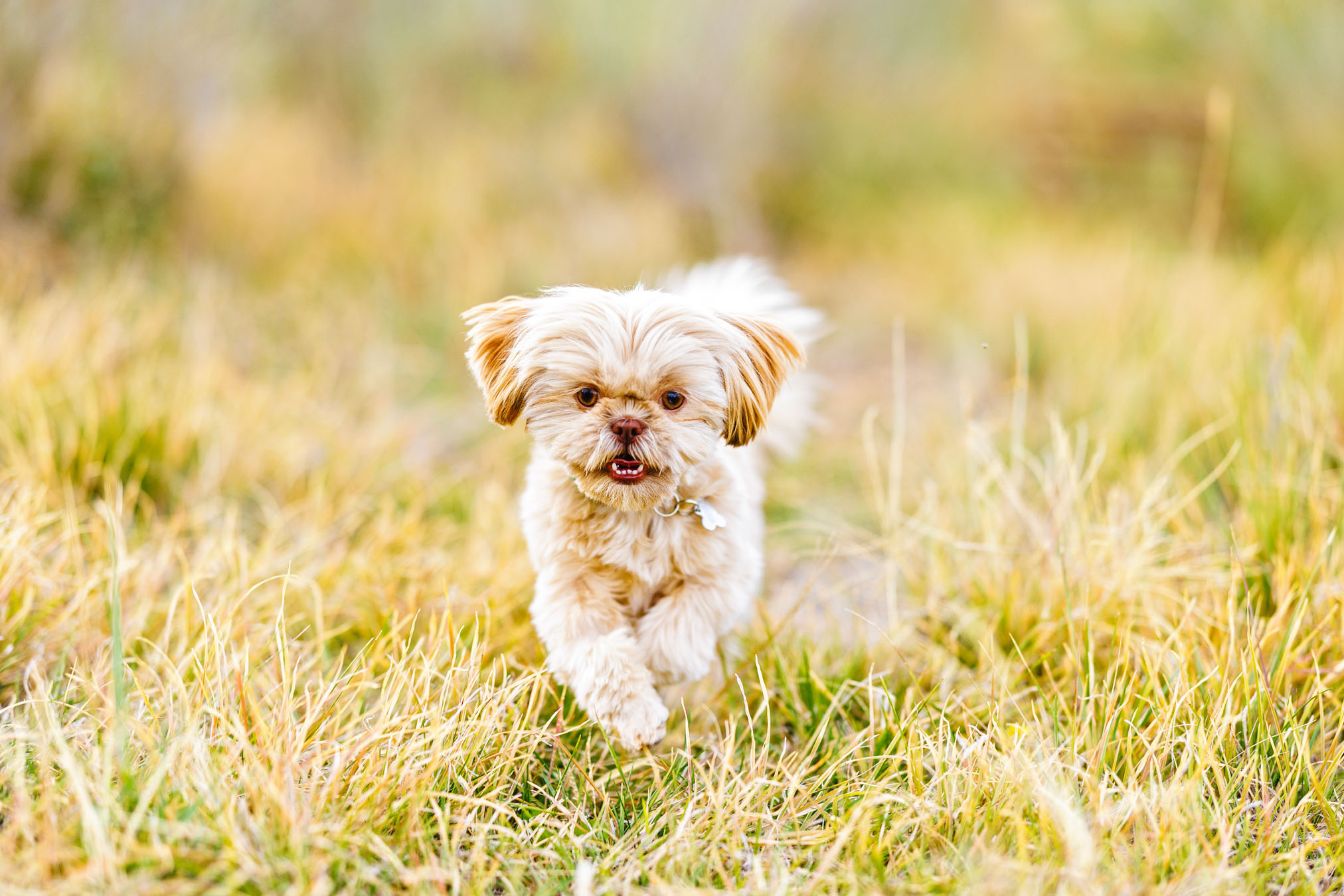 Pet Photographer Grand Junction