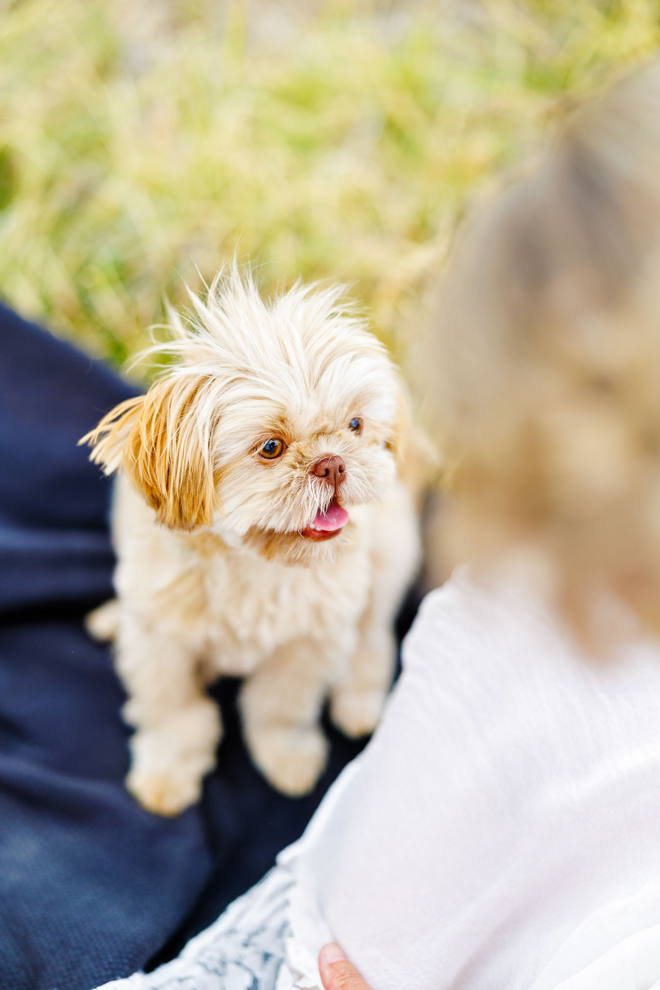 Pet Photographer Grand Junction