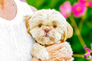 Pet Photographer Grand Junction