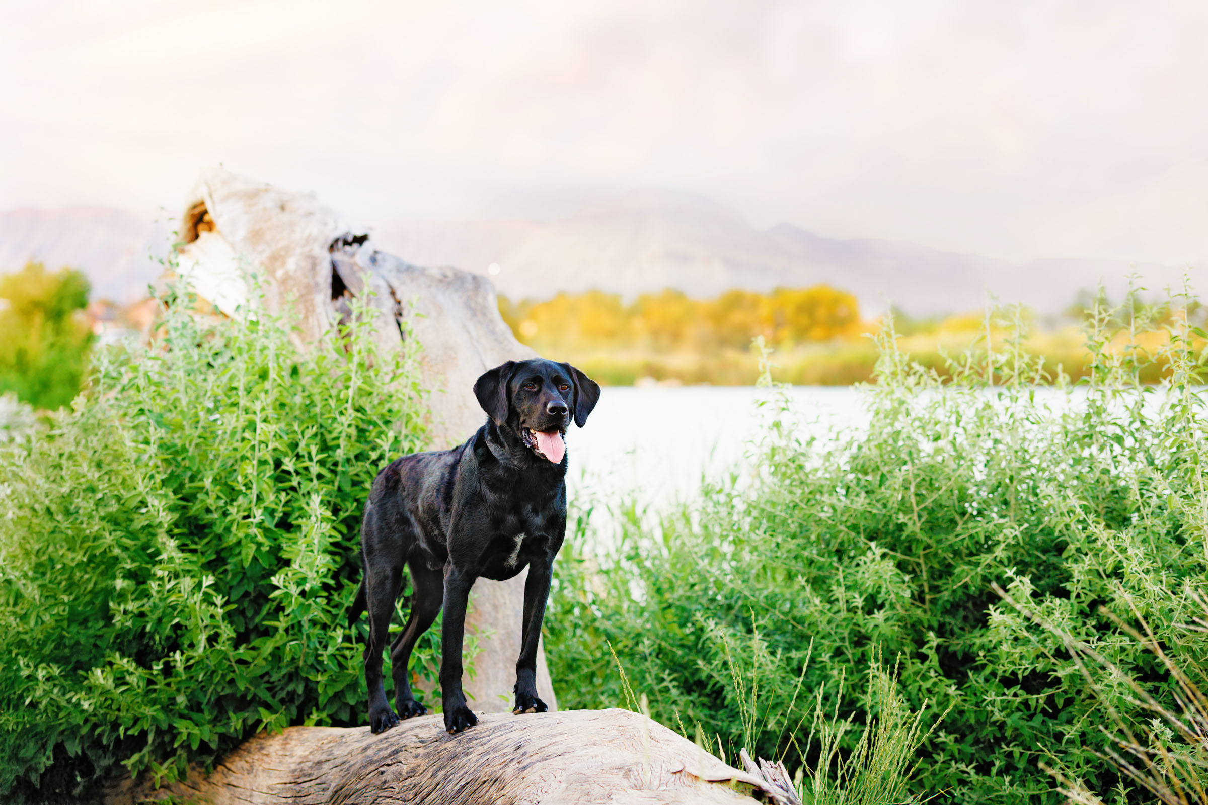 Best Pet Photographer Grand Junction