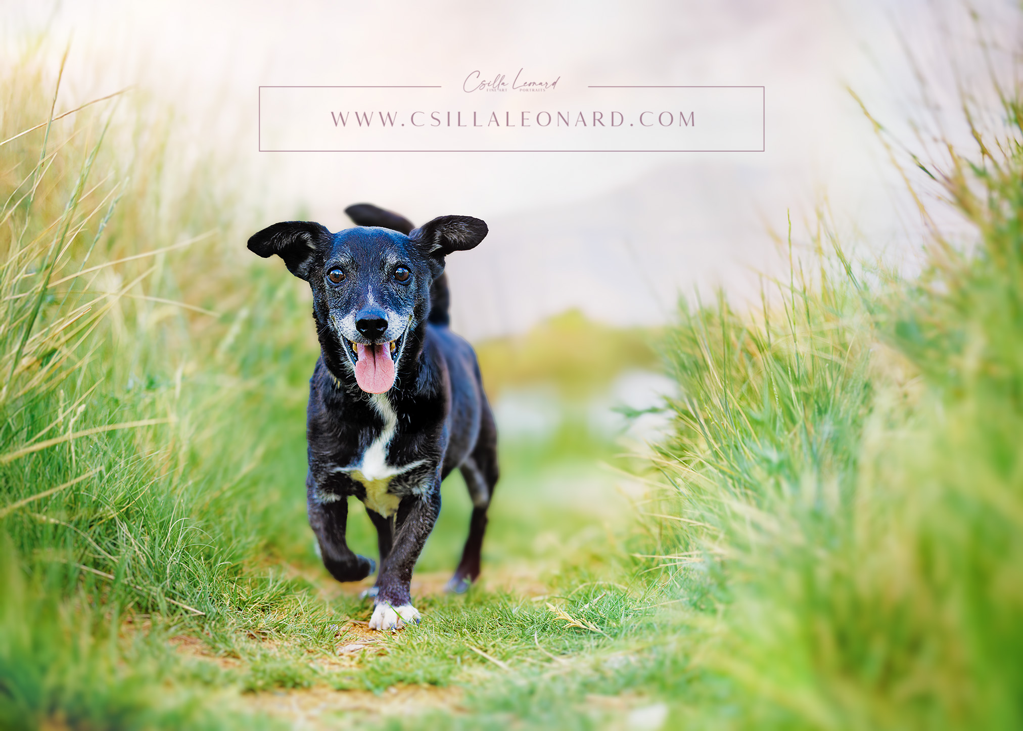 Pet photographer Grand Junction