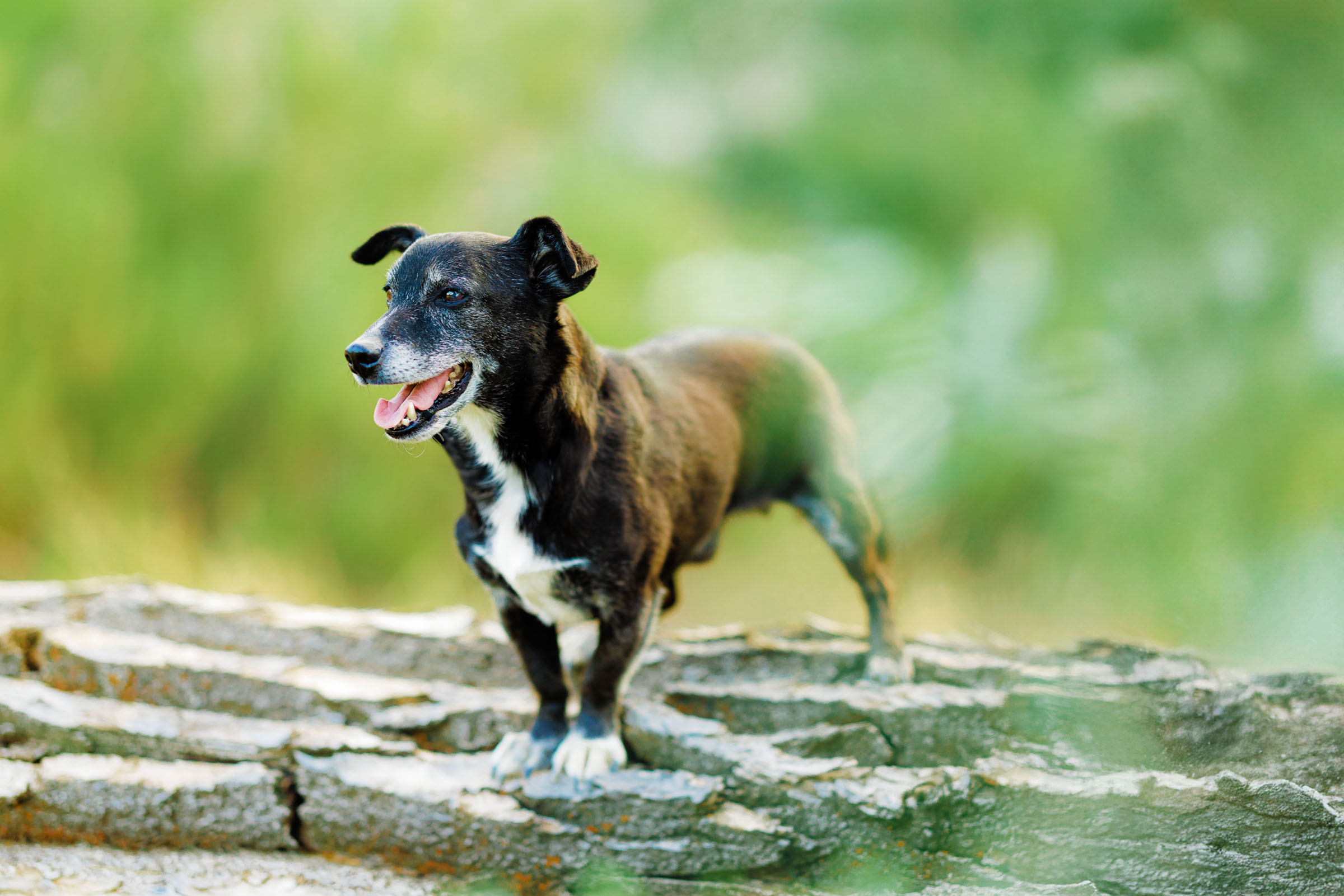 Best Pet Photographer Grand Junction