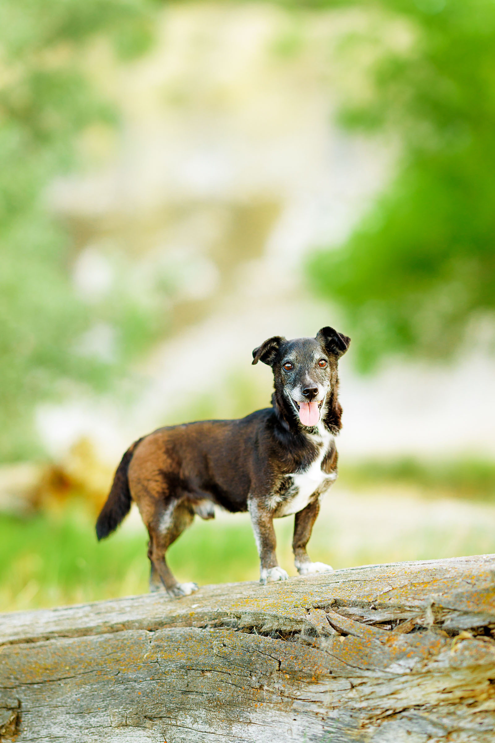 Best Pet Photographer Grand Junction
