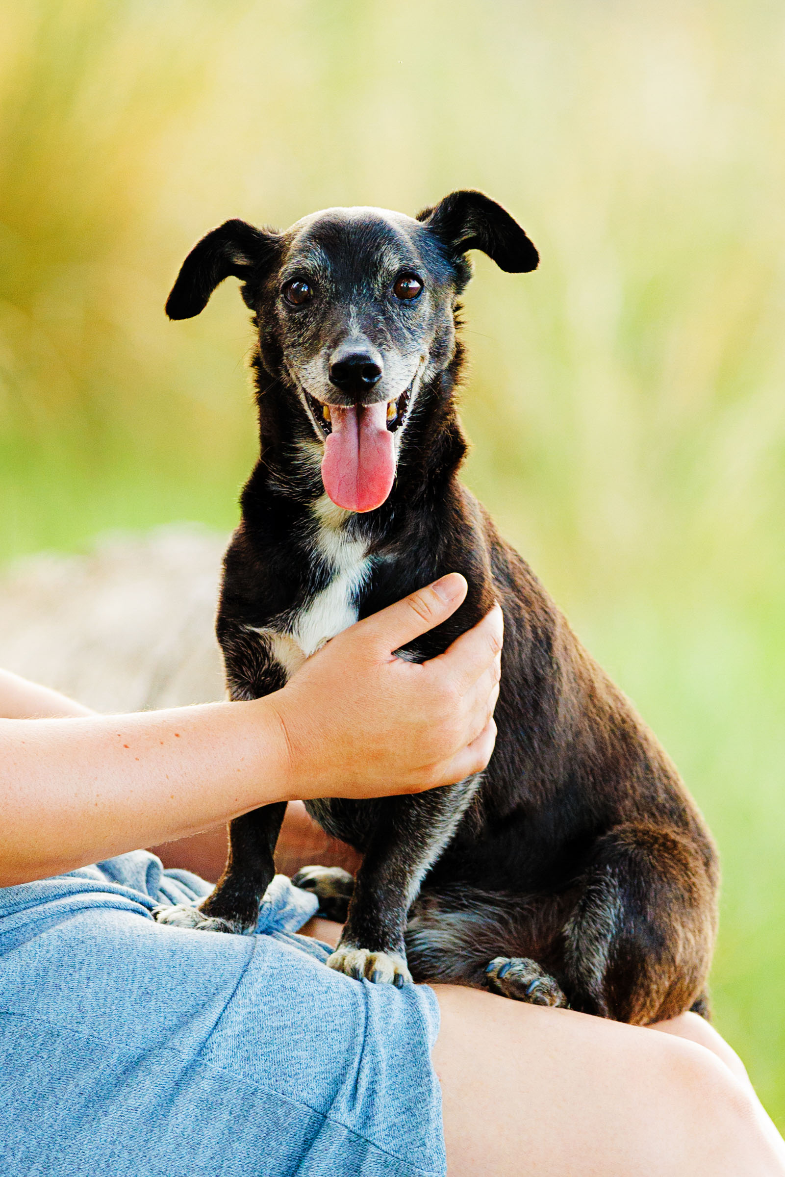 Best Pet Photographer Grand Junction