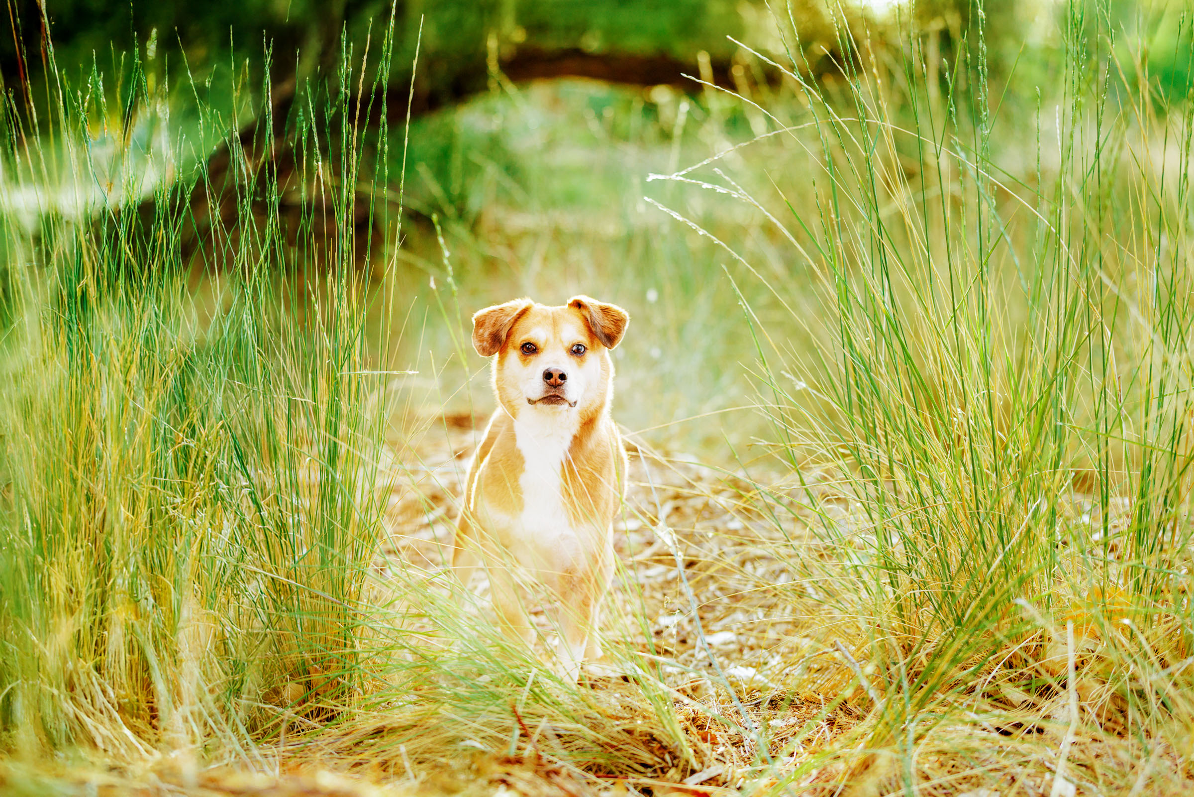 Best Pet Photographer Grand Junction