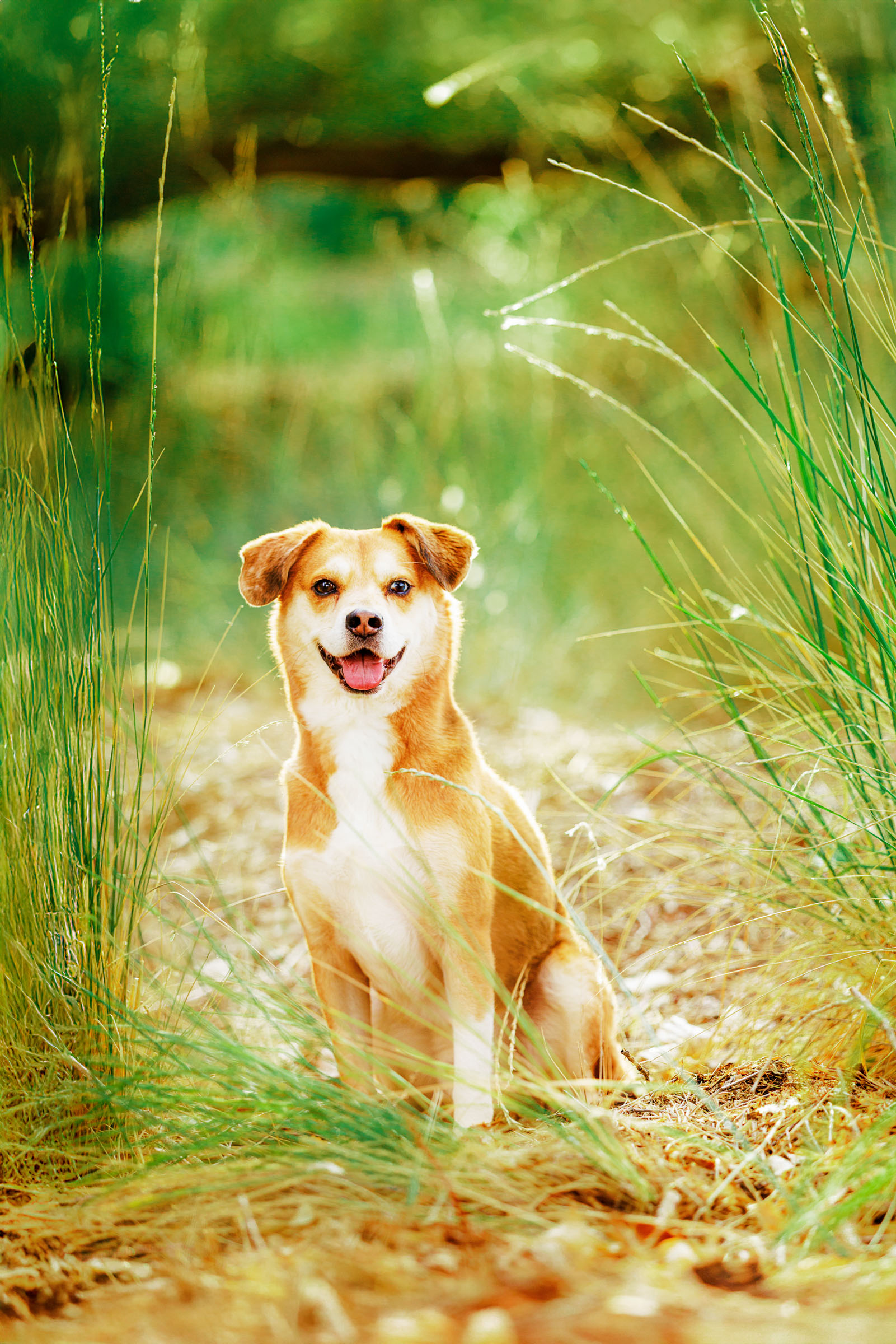 Best Pet Photographer Grand Junction