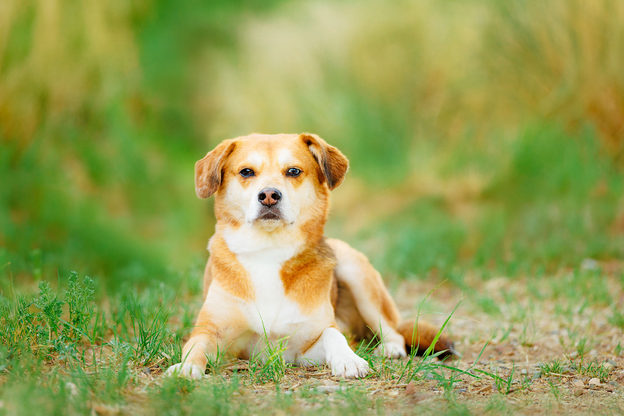 Best Pet Photographer Grand Junction