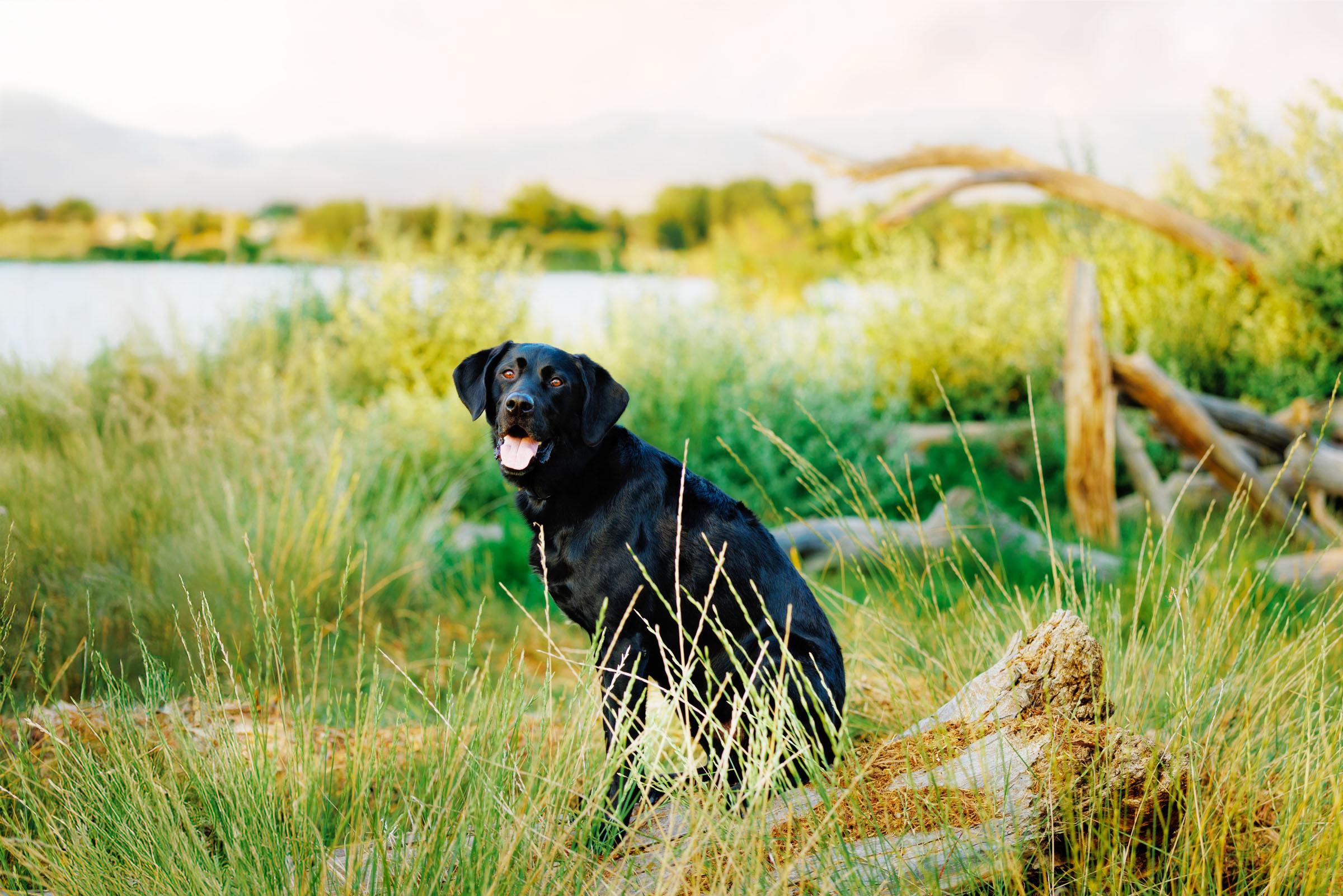 Best Pet Photographer Grand Junction