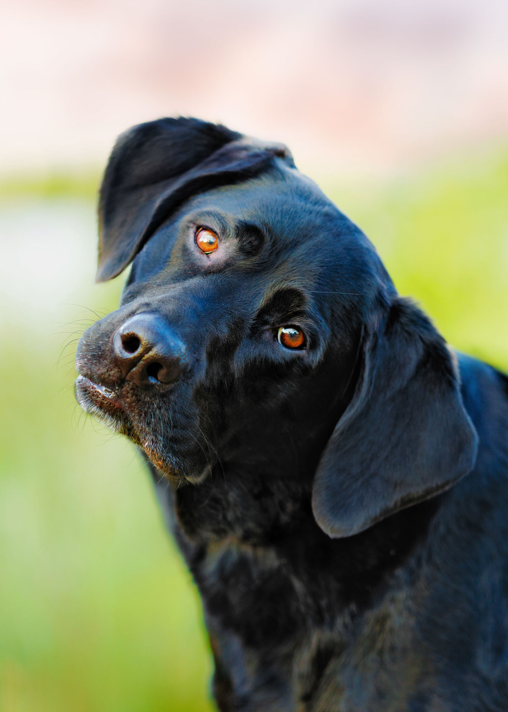 Best Pet Photographer Grand Junction
