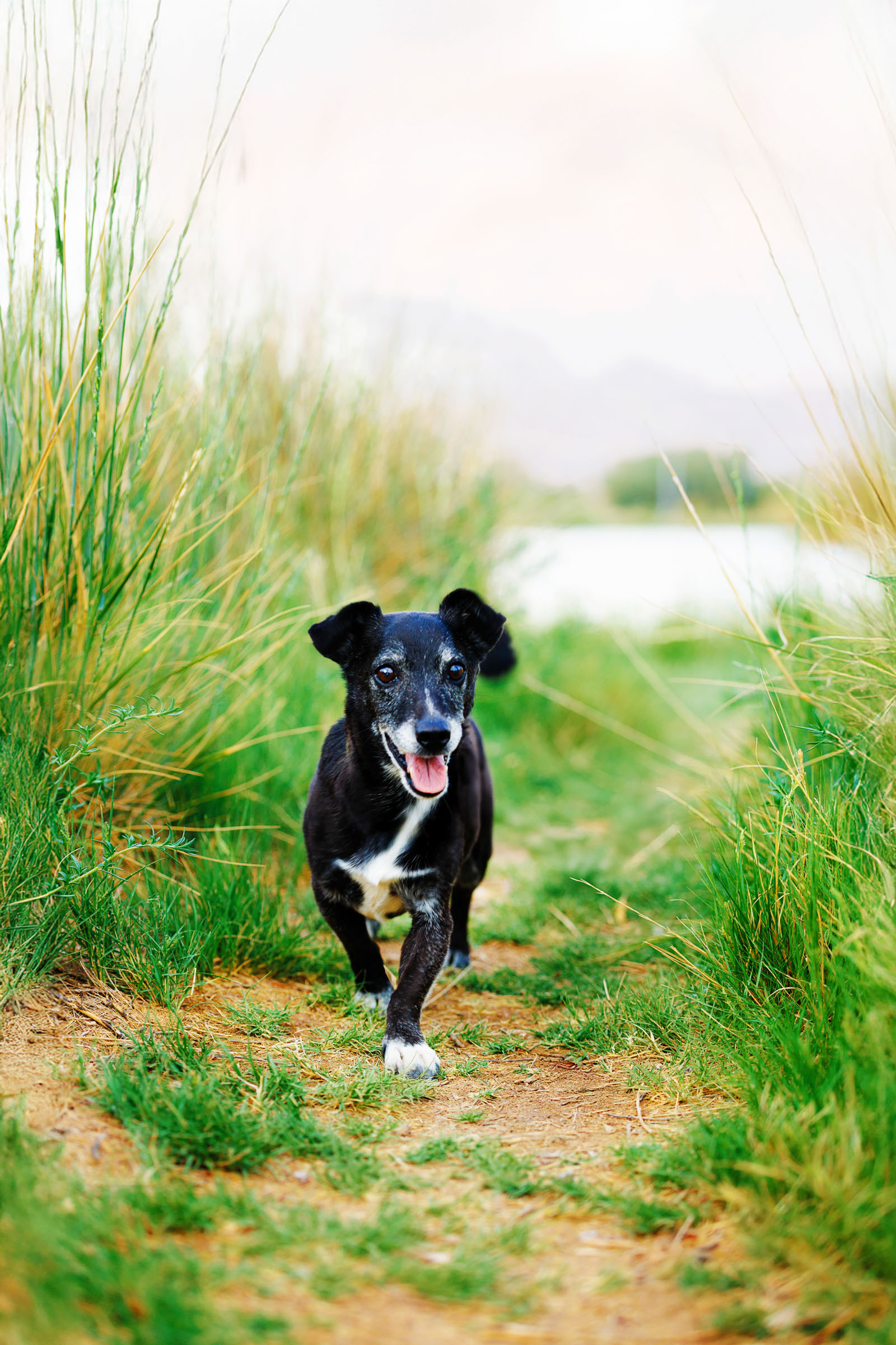 Best Pet Photographer Grand Junction