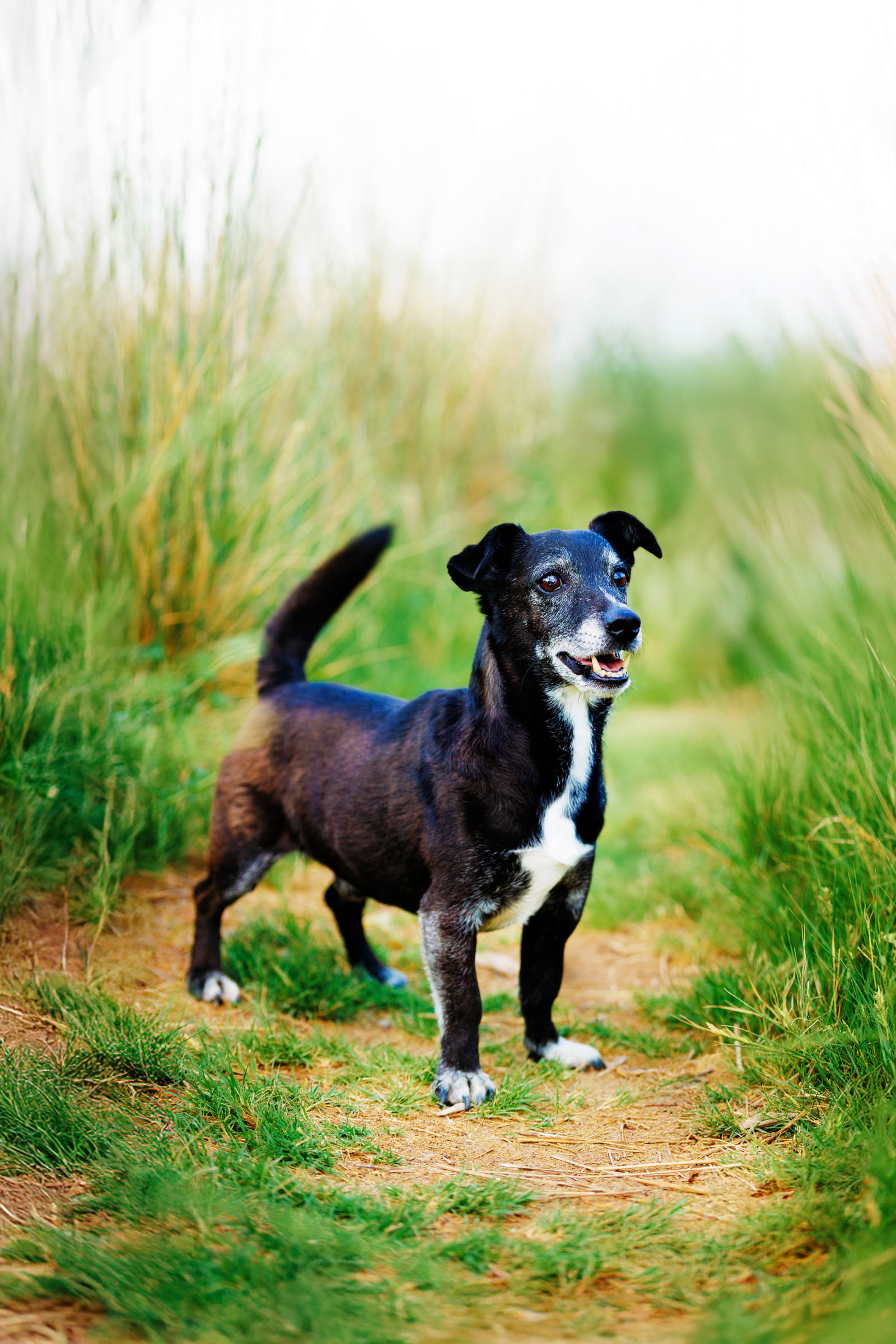 Best Pet Photographer Grand Junction