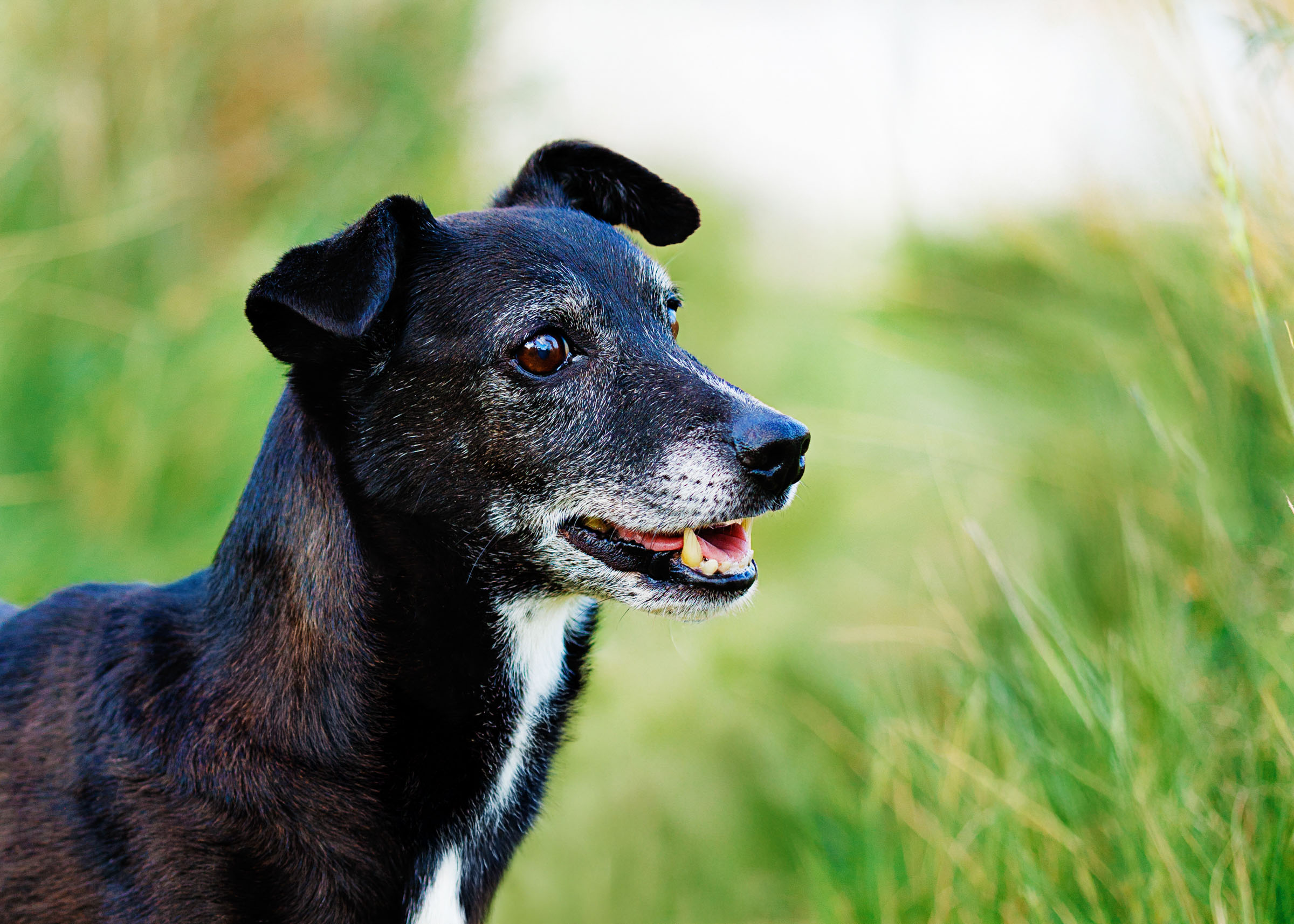 Best Pet Photographer Grand Junction