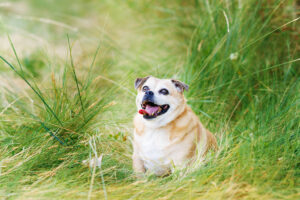 Family Portraits Grand Junction CO