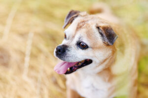 Family Portraits Grand Junction CO