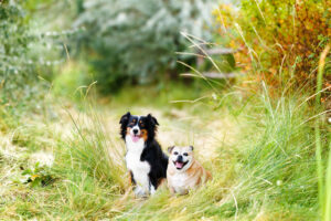 Family Portraits Grand Junction CO