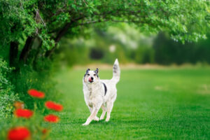 Colorado Pet Photographer