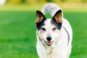 Colorado Pet Photographer