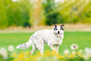 Colorado Pet Photographer