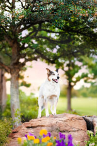 Colorado Pet Photographer