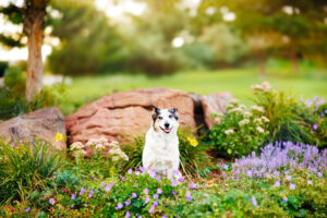 Colorado Pet Photographer
