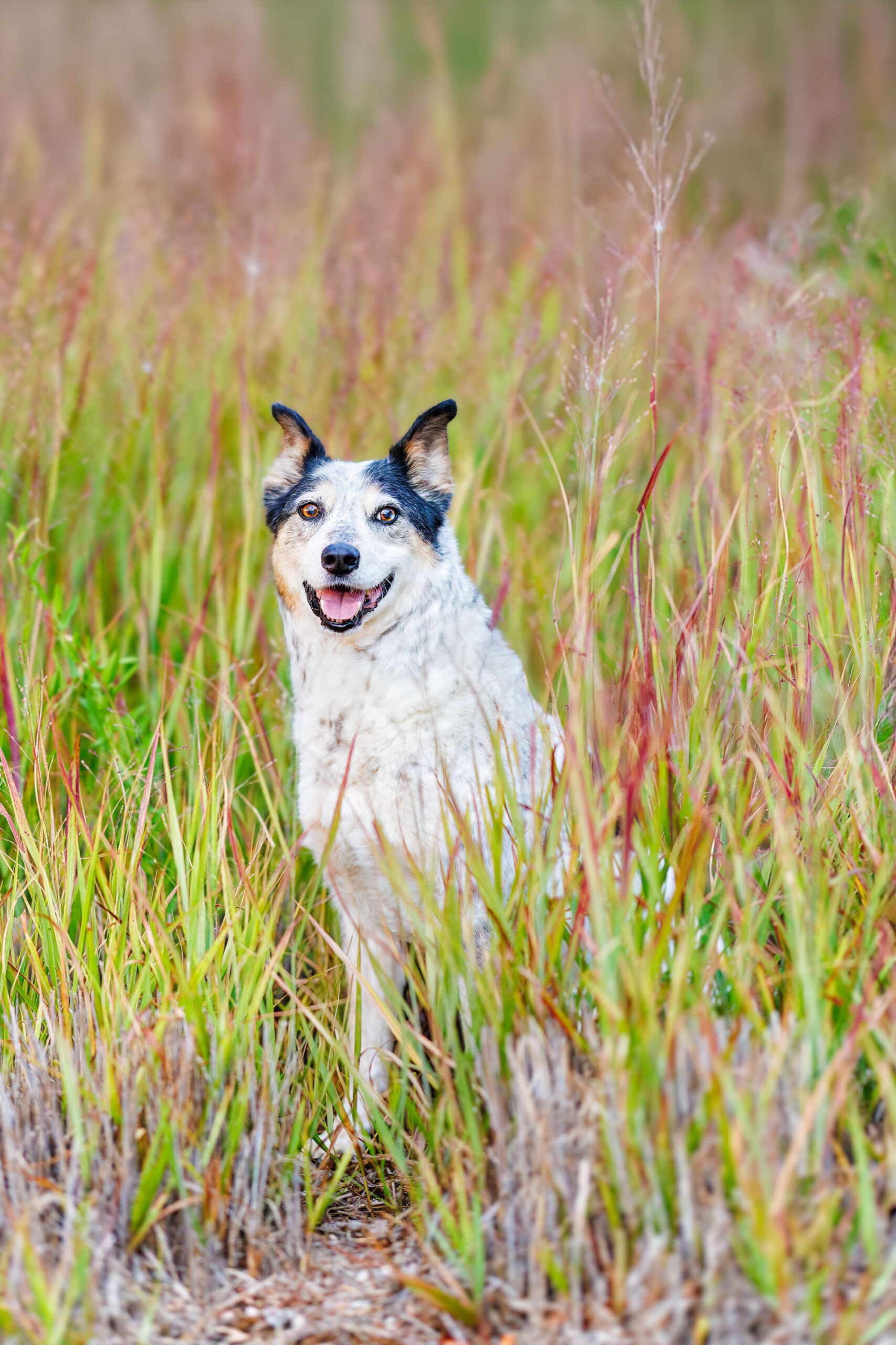 Colorado Pet Photographer