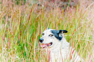 Colorado Pet Photographer