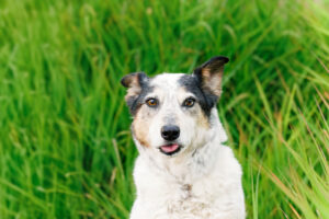 Colorado Pet Photographer