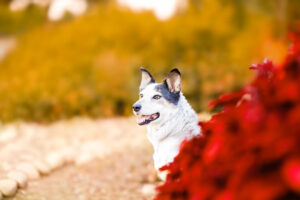 Colorado Pet Photographer