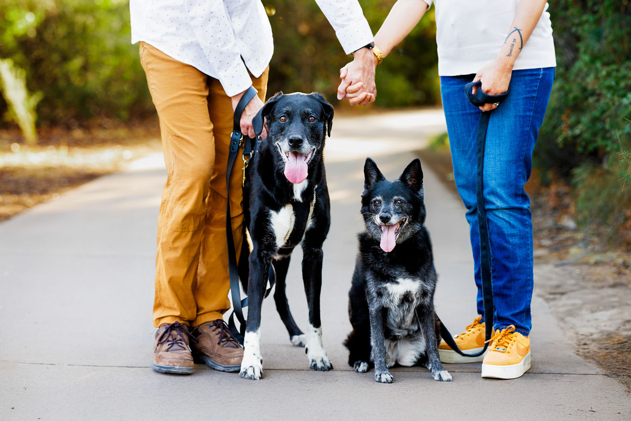 Grand Junction Pet Photographer