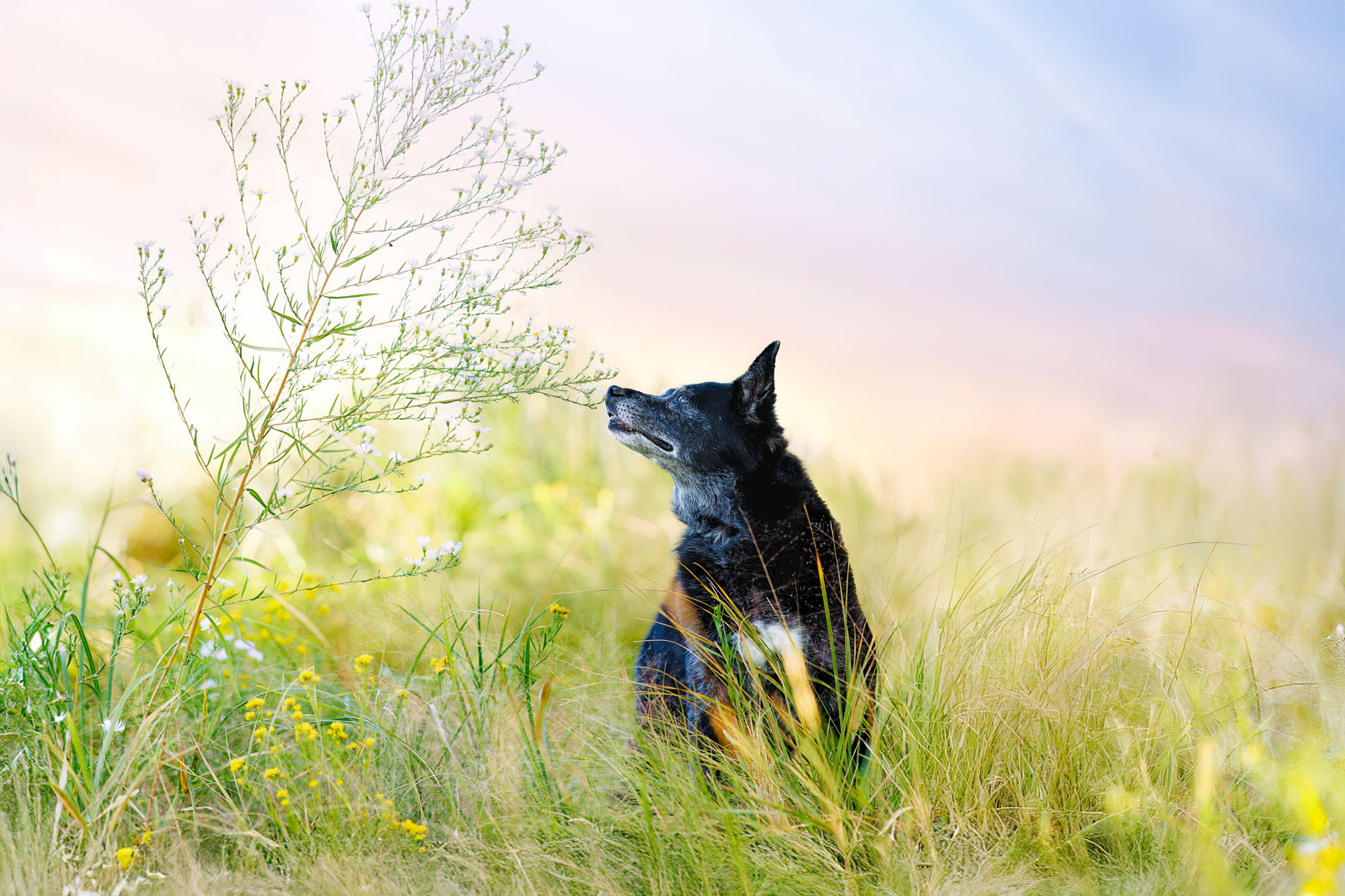 Grand Junction Pet Photographer