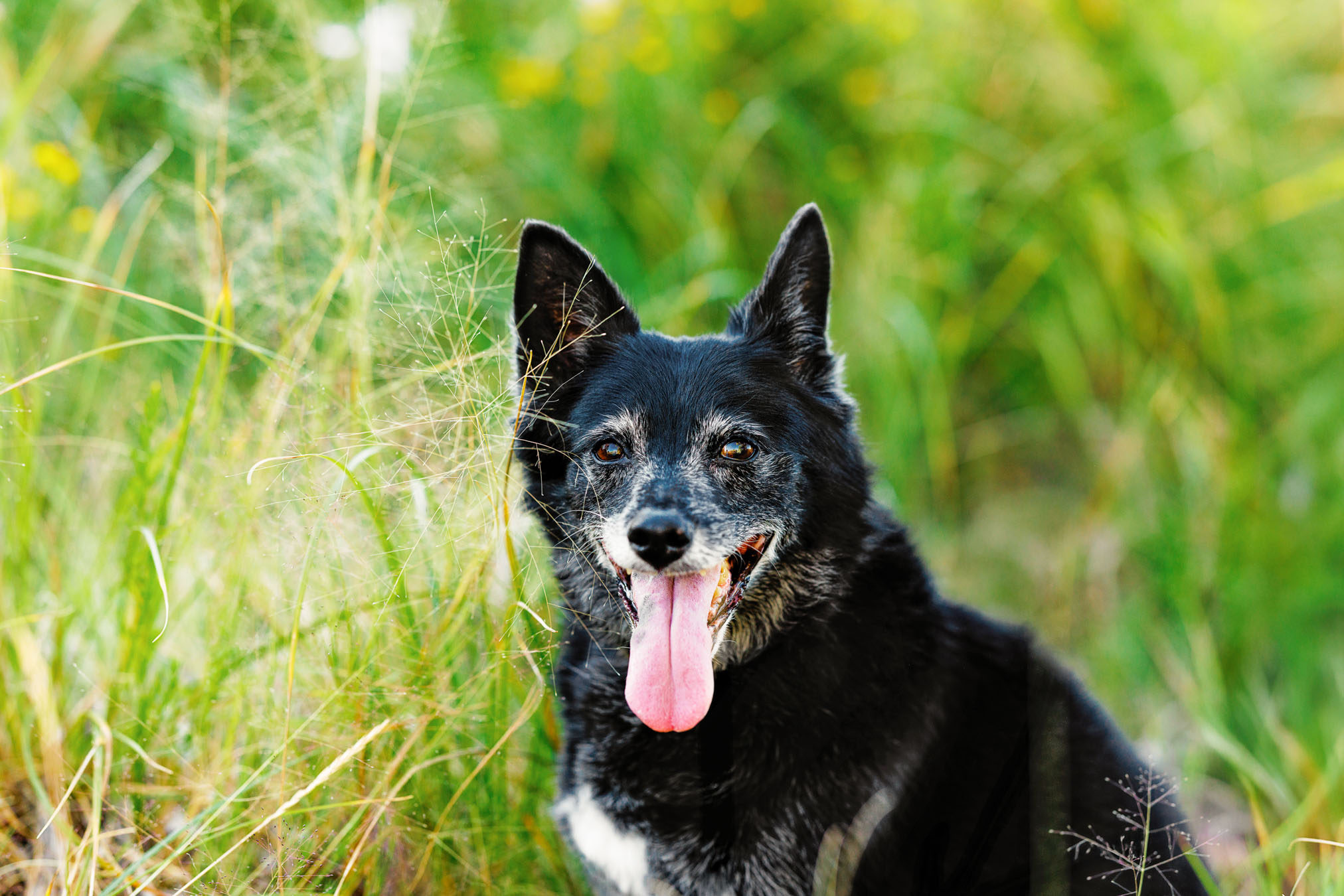 Grand Junction Pet Photographer