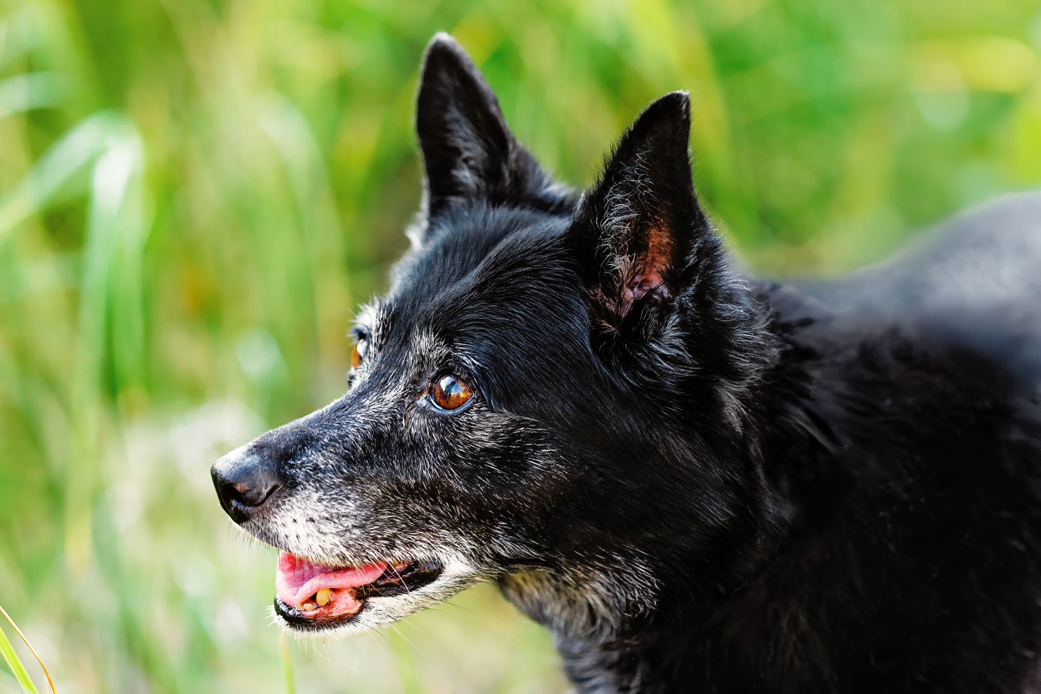 Grand Junction Pet Photographer