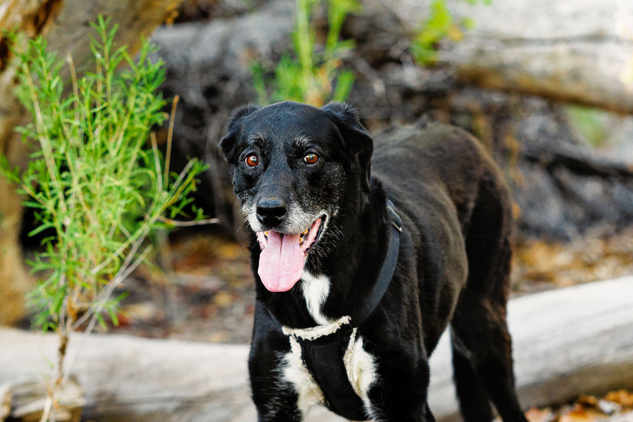Grand Junction Pet Photographer