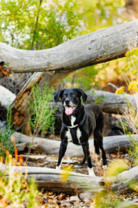 Grand Junction Pet Photographer