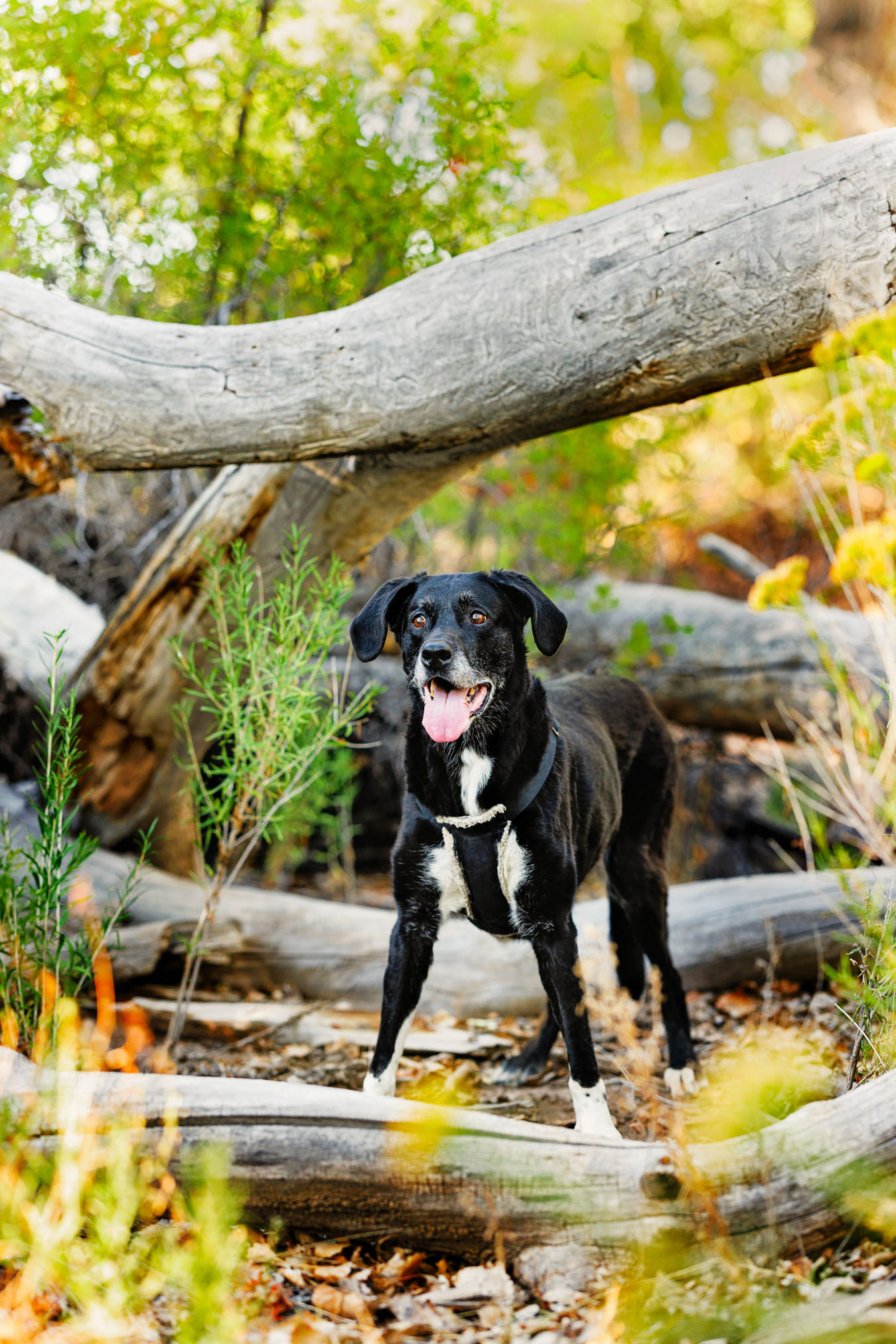 Grand Junction Pet Photographer