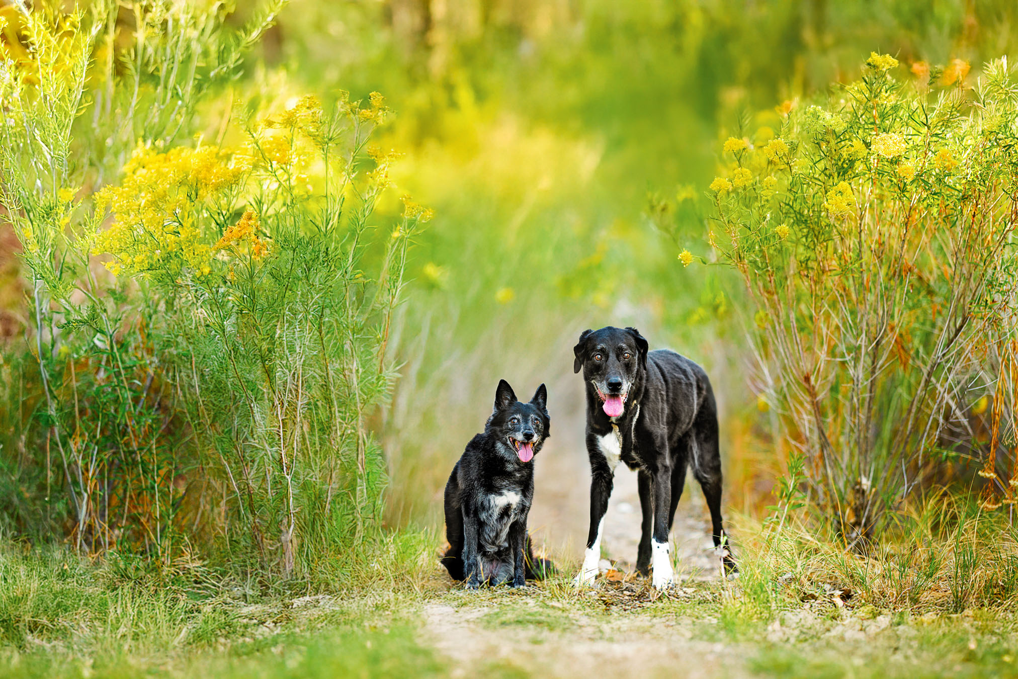 Grand Junction Pet Photographer