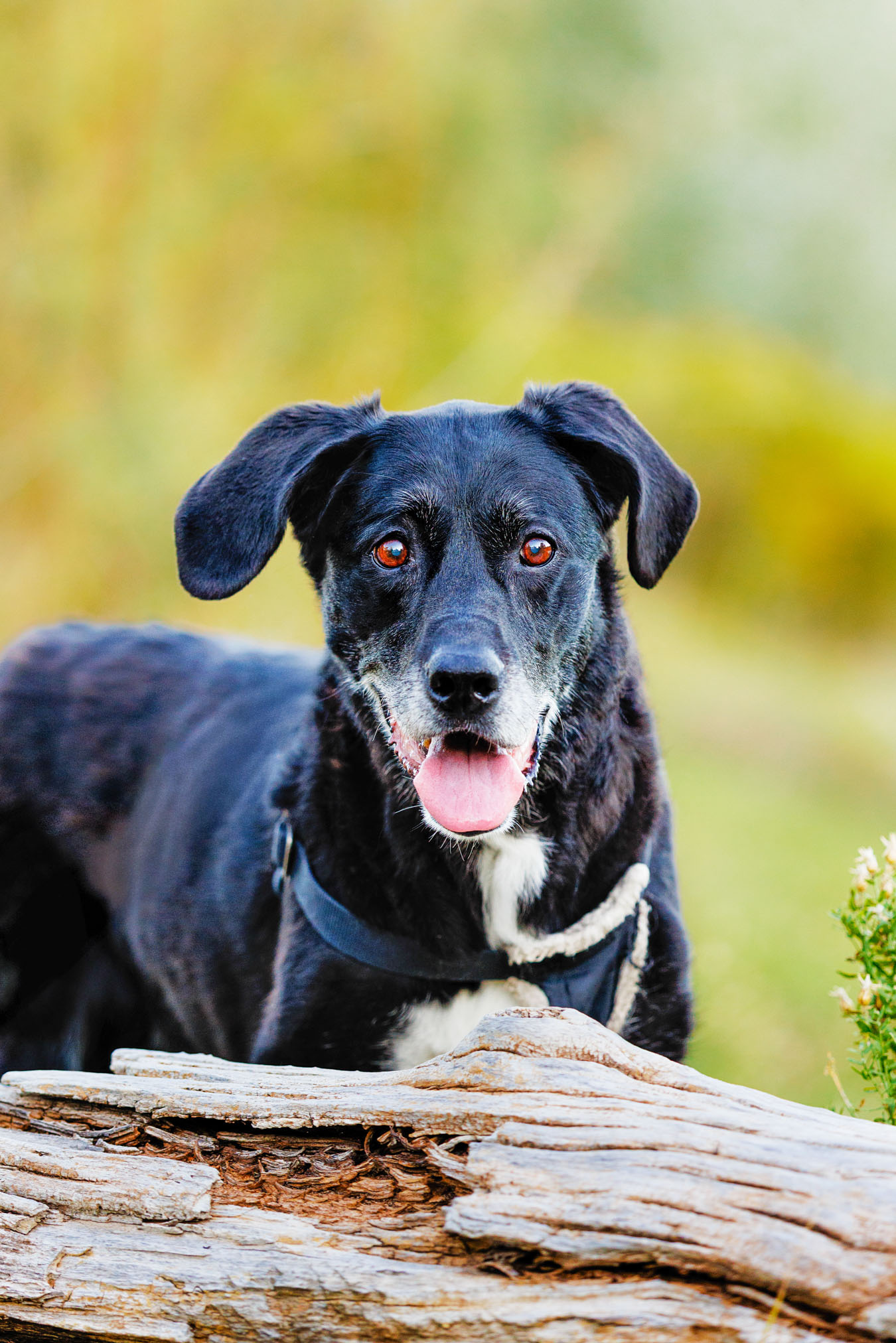 Grand Junction Pet Photographer