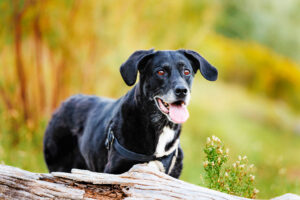 Grand Junction Pet Photographer