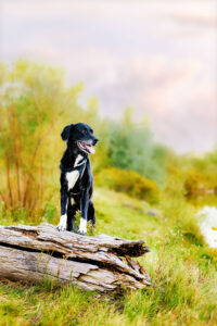 Grand Junction Pet Photographer