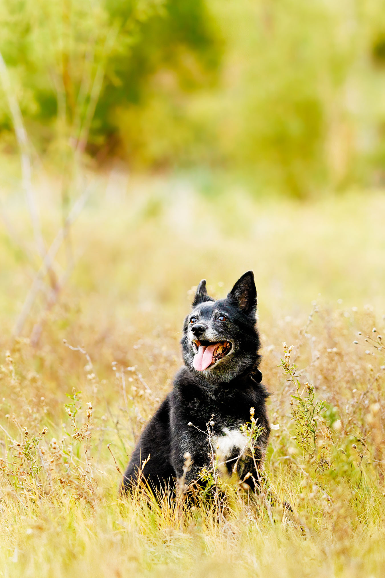 Grand Junction Pet Photographer