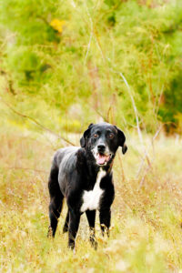 Grand Junction Pet Photographer